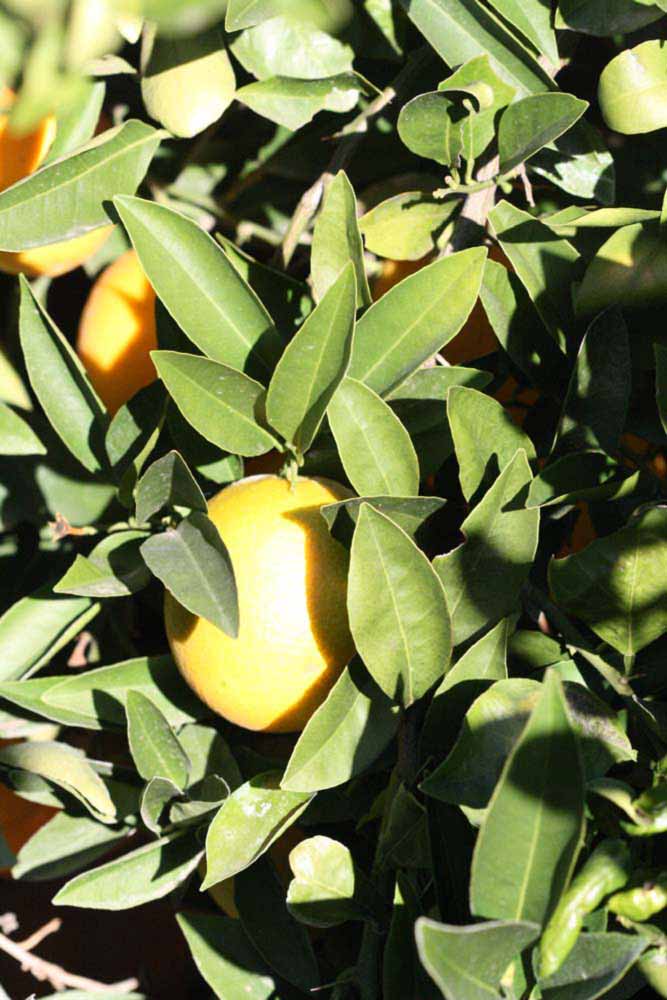            Sun leaves (Riverside, CA)   